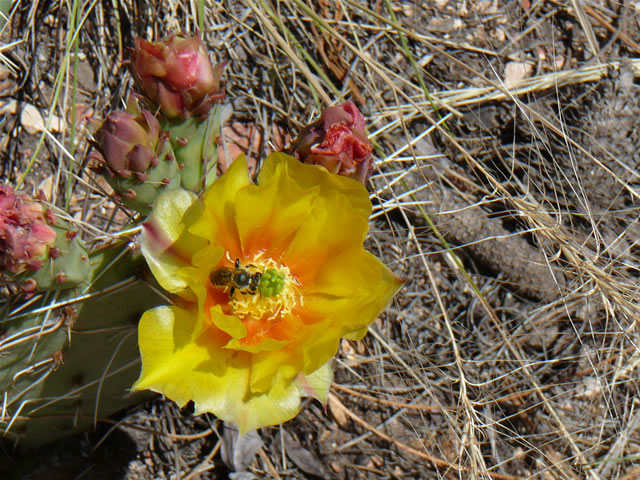 images/Hiking North Rim- Widforss Trail (16).jpg